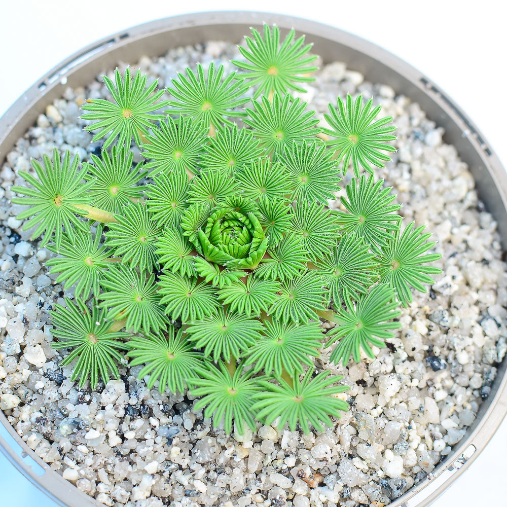 succulent oxtail plant Oxalis palmifrons – Surreal Succulents