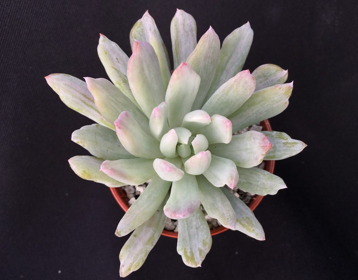 x Pachyveria 'Scheideckeri Albocarinata'