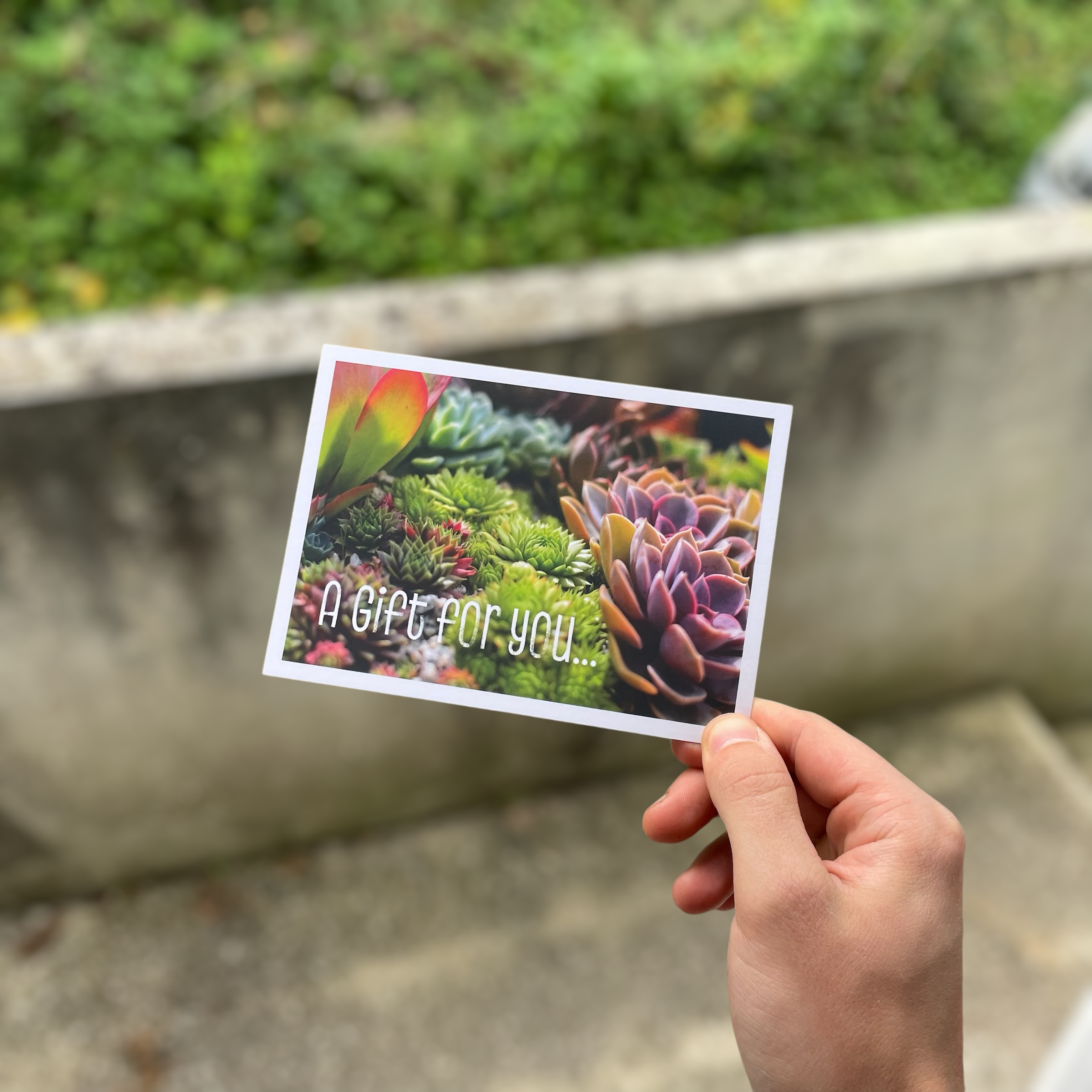 can you send a succulent in the mail Surreal Succulents Gift Card via Post