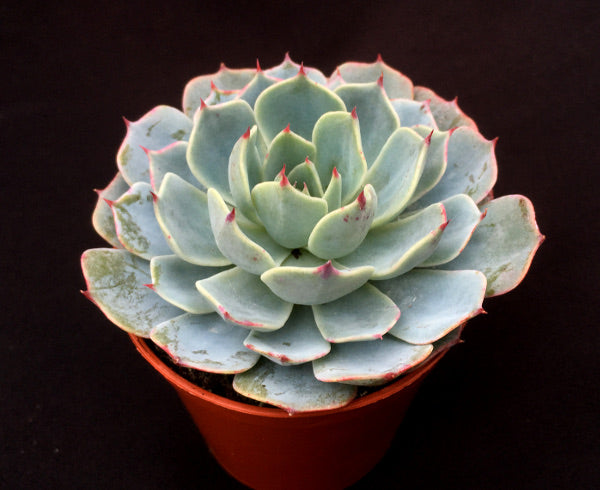 echeveria glauca succulent Echeveria pumila var. glauca – Surreal Succulents