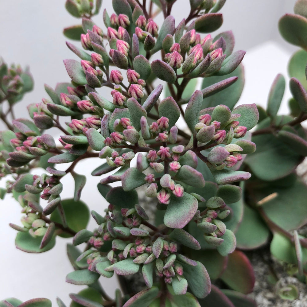 Sedum cauticola 'Coca-Cola'