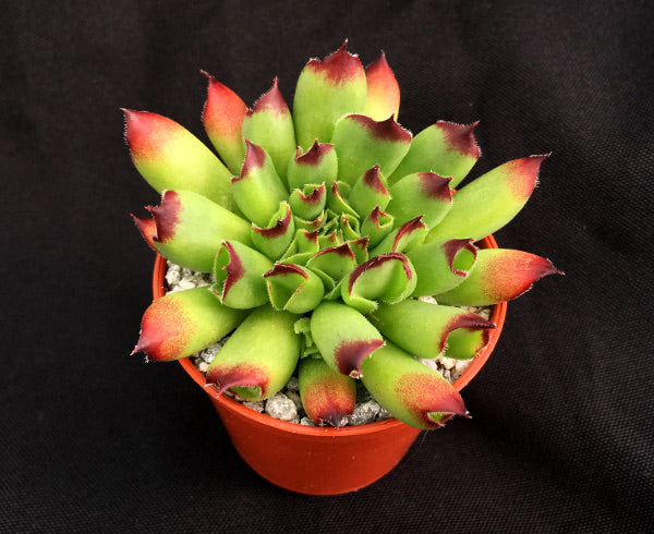 oddity succulent Sempervivum 'Oddity' – Surreal Succulents