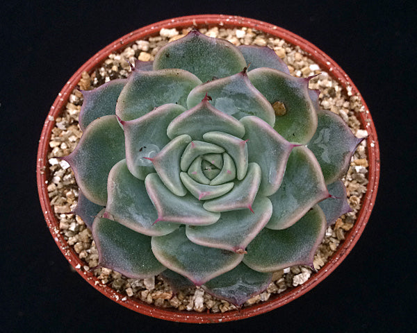 Echeveria halbingeri 'Walther'
