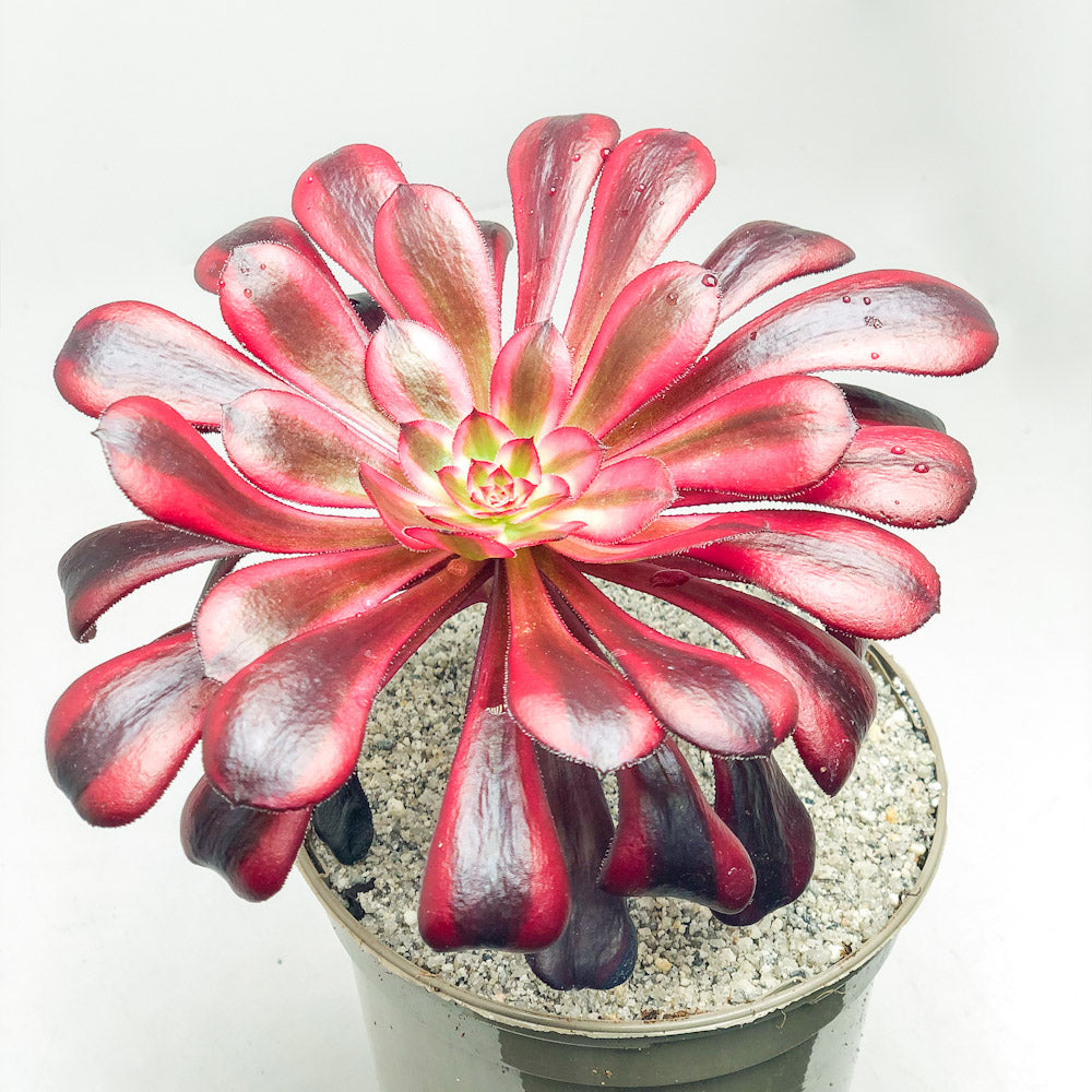 aeonium schwarzkopf succulent Aeonium 'Schwarzkopf' variegata – Surreal Succulents