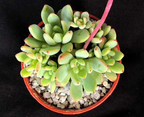 x Graptoveria 'Blush Mint'