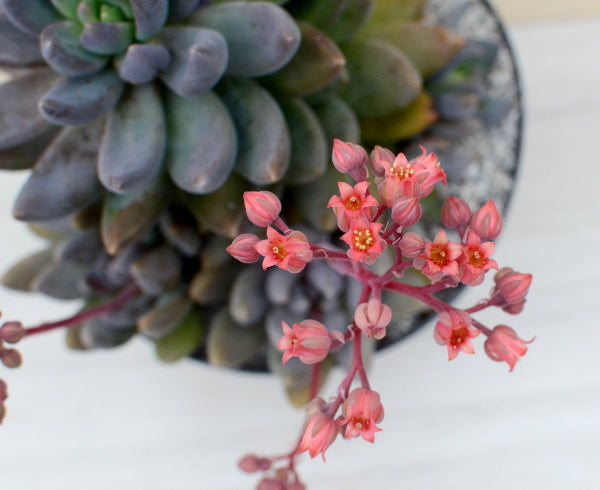 x Sedeveria 'Blue Mist'