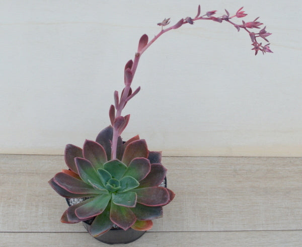 Echeveria 'Blue Prince'
