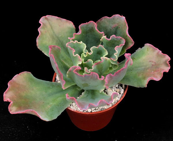 blue wave succulent Echeveria 'Blue Waves' – Surreal Succulents