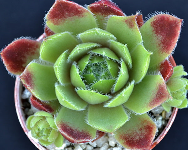 succulent plants canada Sempervivum 'Canada Kate' – Surreal Succulents
