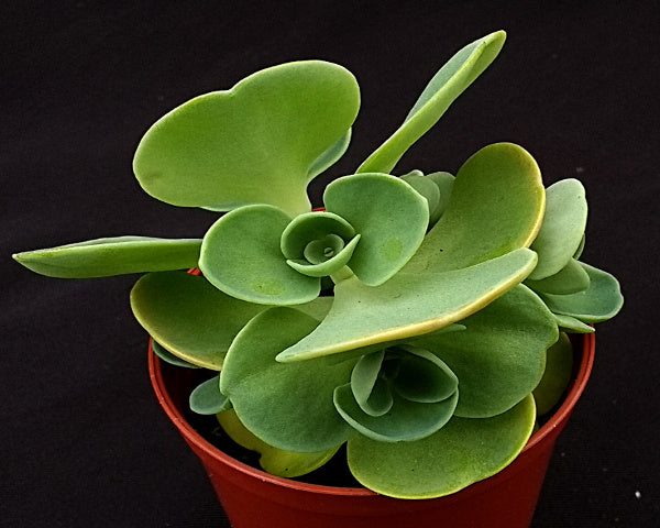 Sedum cauticolum