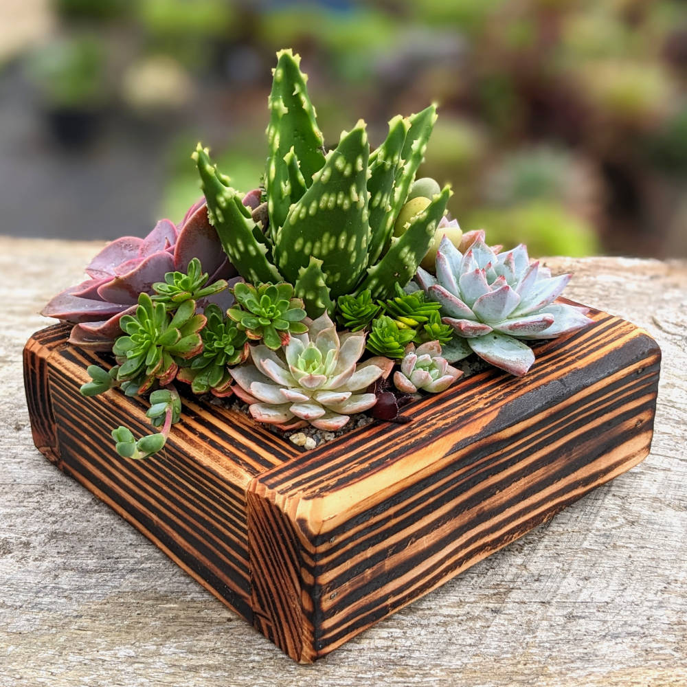wood succulent planter Fired Wooden Planter Kit – Surreal Succulents