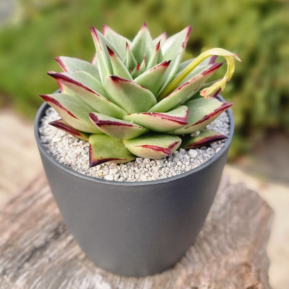 Choose a pot with a drainage hole if you can’t limit the watering (outdoors). A pot with no drainage hole can be used as long as you water moderately. A pot with a hole tends to be more forgiving. Also, as it is slightly breathable, a terracotta pot is usually preferred over a plastic pot, but the succulents dont seem to mind too much.