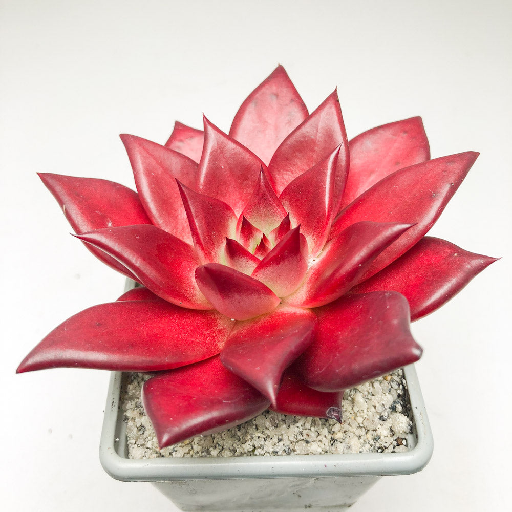 romeo succulent Echeveria 'Romeo Rubin' – Surreal Succulents