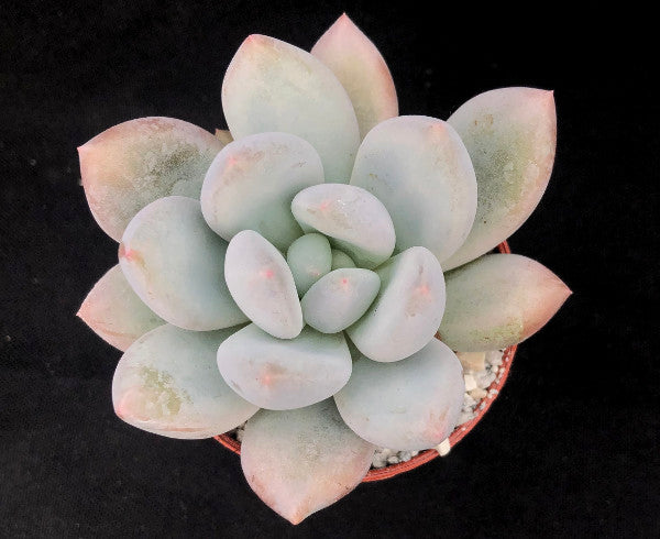x Pachyveria 'Elaine'