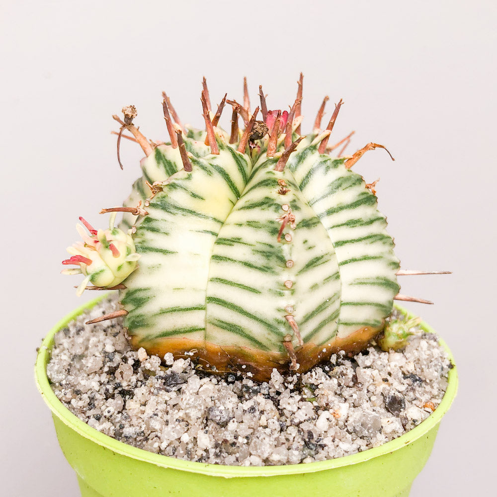 Euphorbia meloformis 'Variegata'