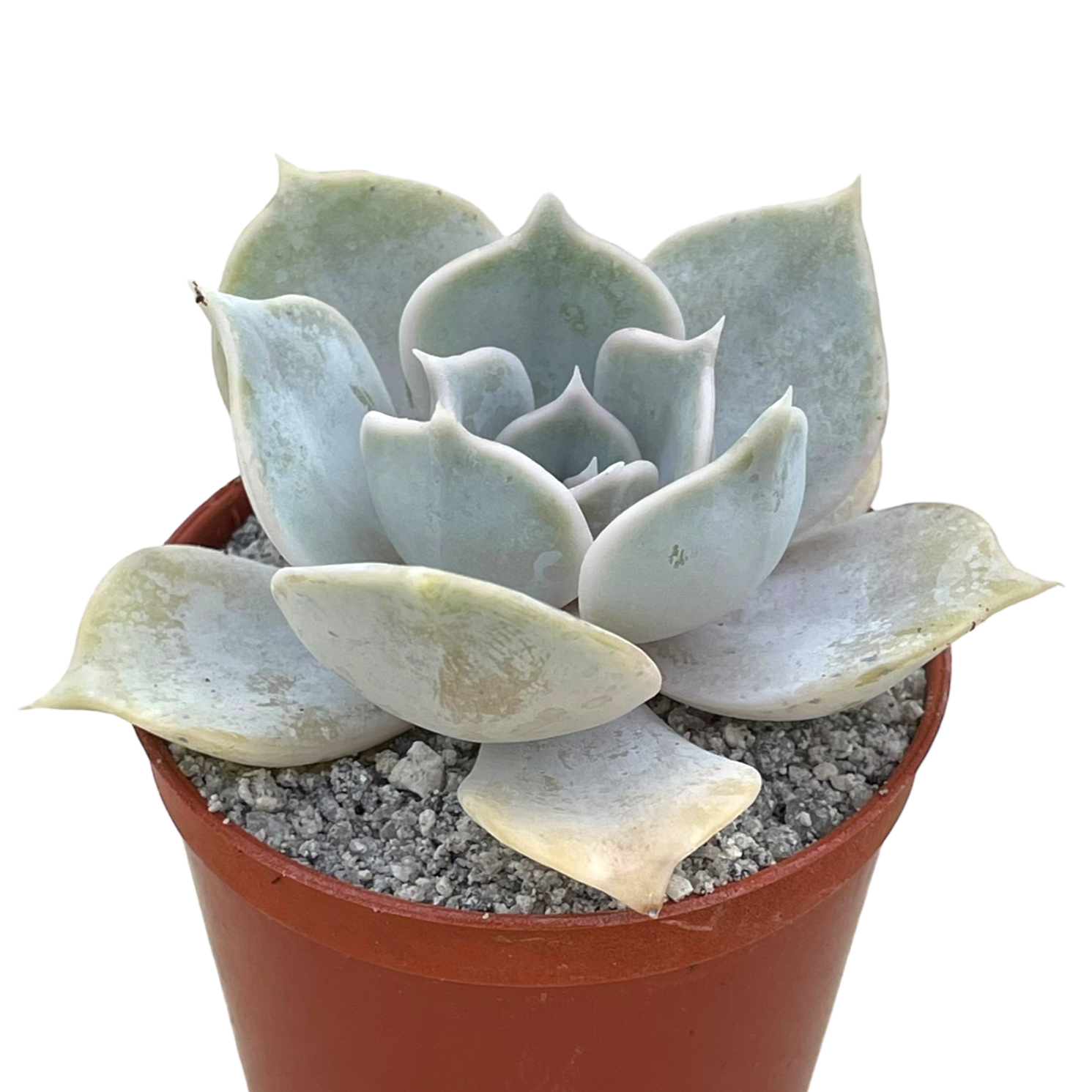 エケベリア・リラシナ – Surreal Succulents エケベリア・リラシナ – Surreal Succulents