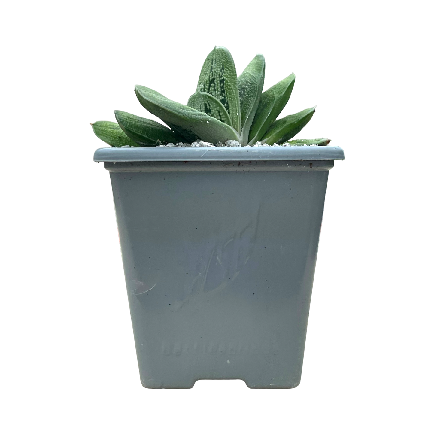 Gasteria 'Lime Warty'