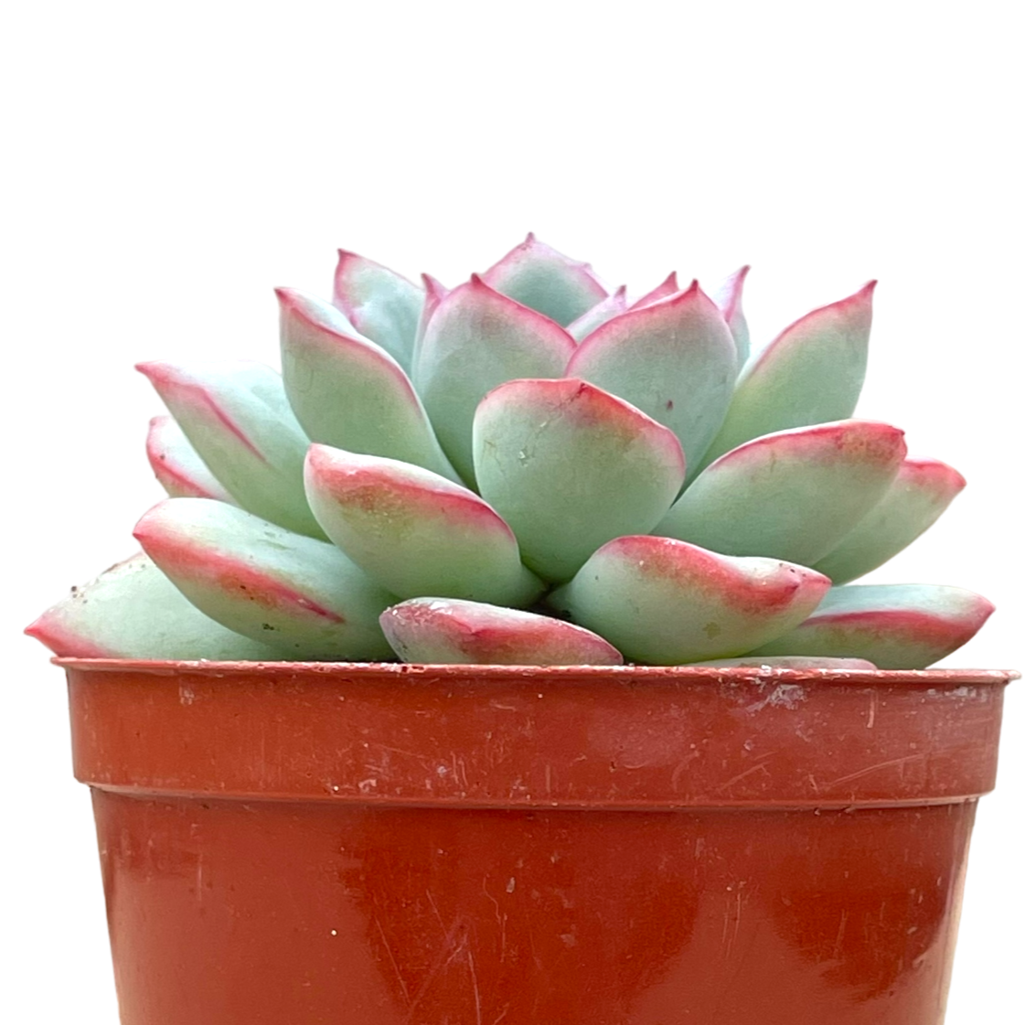 Echeveria 'Apus'