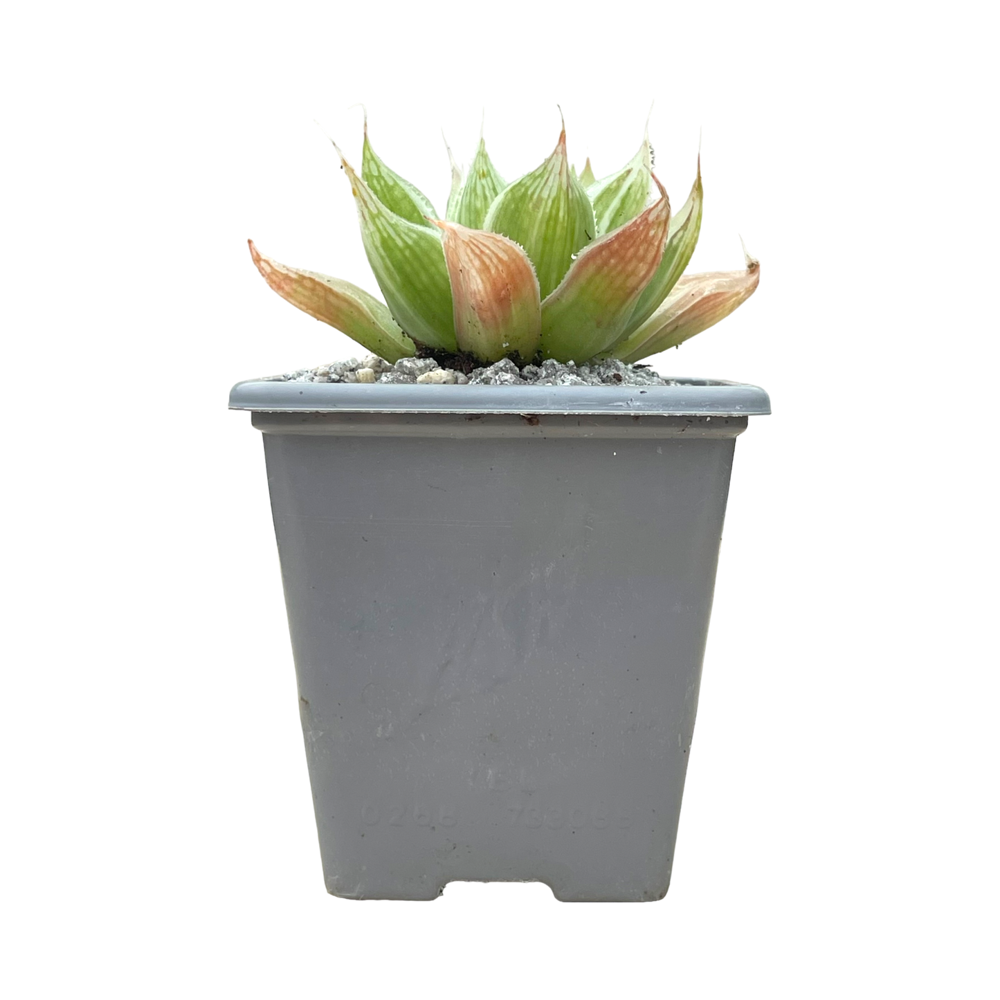 Haworthia 'White Ghost'