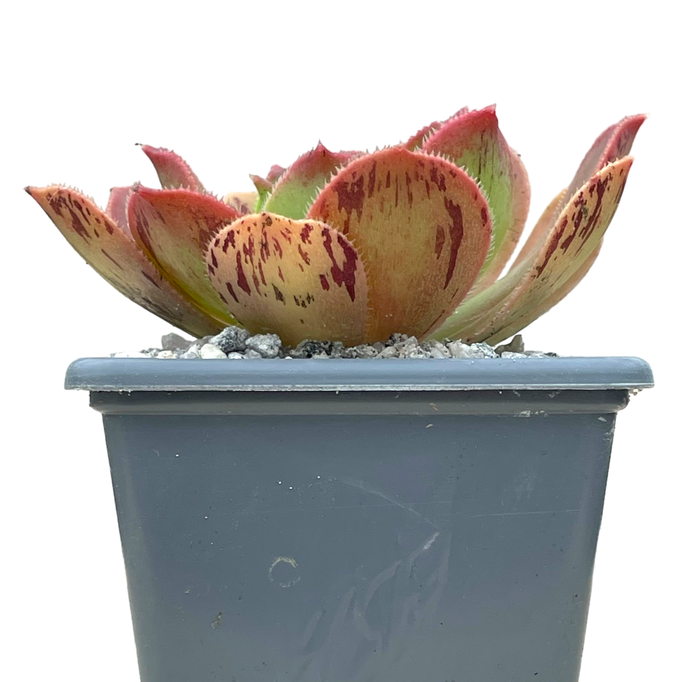 Aeonium calderense