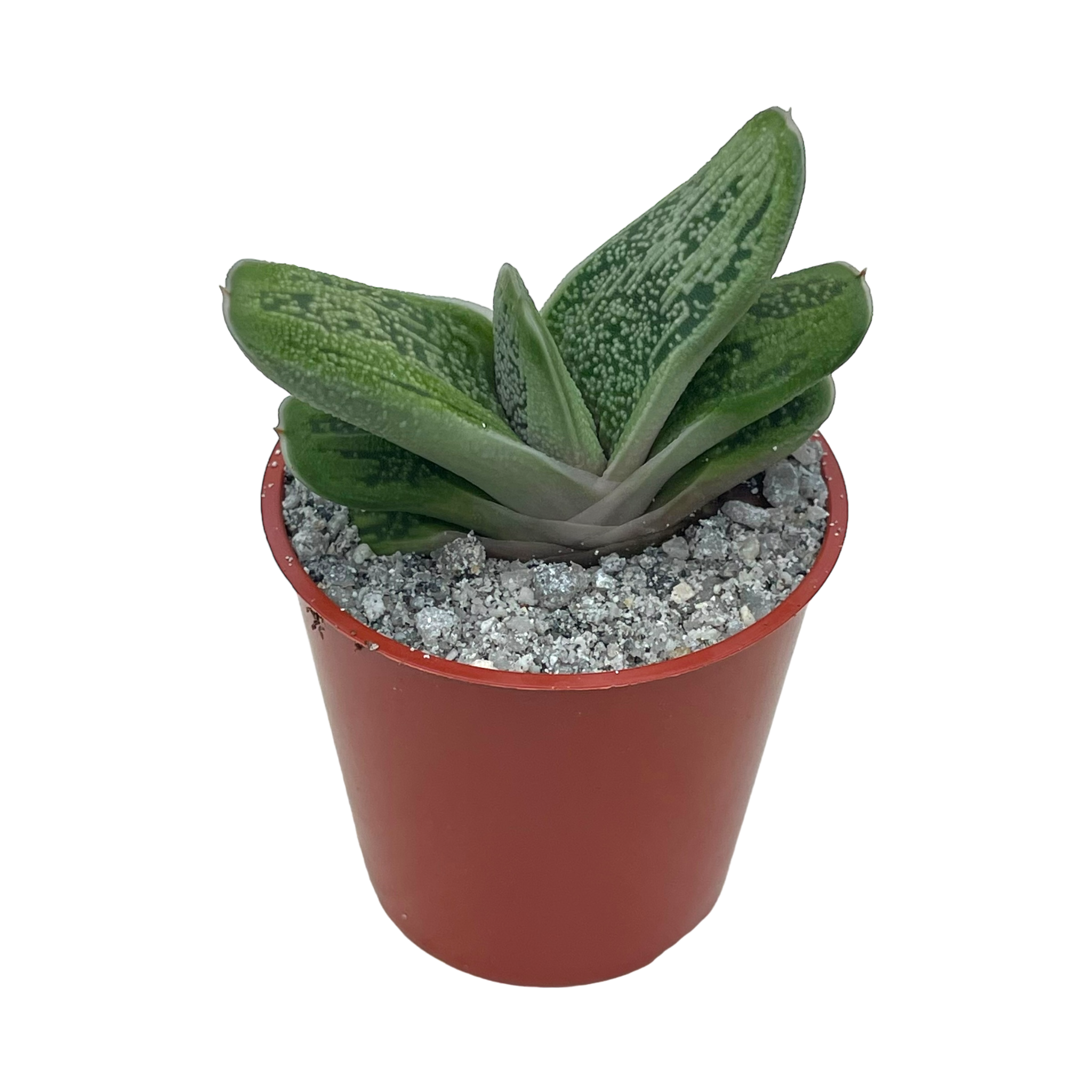 warty succulent Gasteria 'Little Warty' – Surreal Succulents