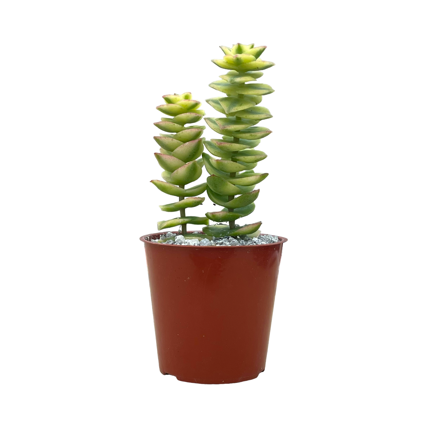 Crassula perforata variegata