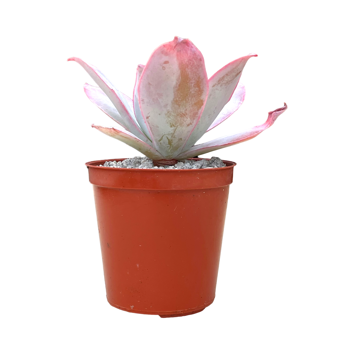 Echeveria cante