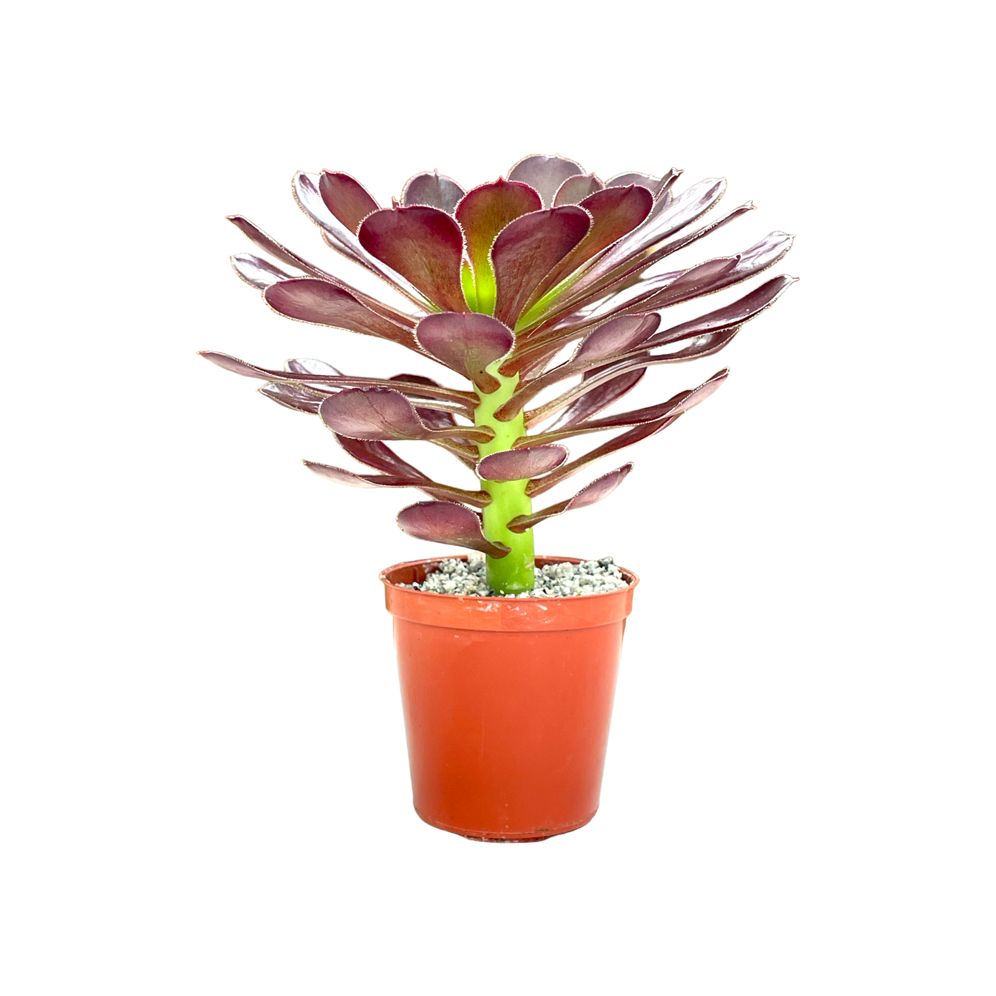 Aeonium 'Garnet'