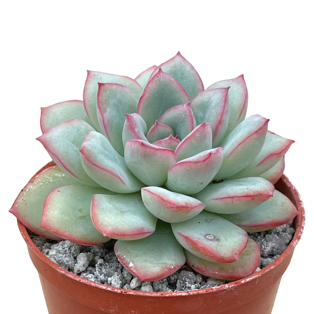 Echeveria 'Apus'