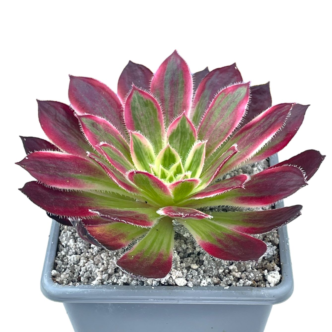 Aeonium Decorum Tricolor - Succulente Variegate - Foto 4