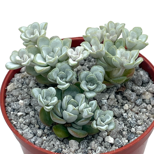 Sedum spathulifolium 'Cape Blanco'