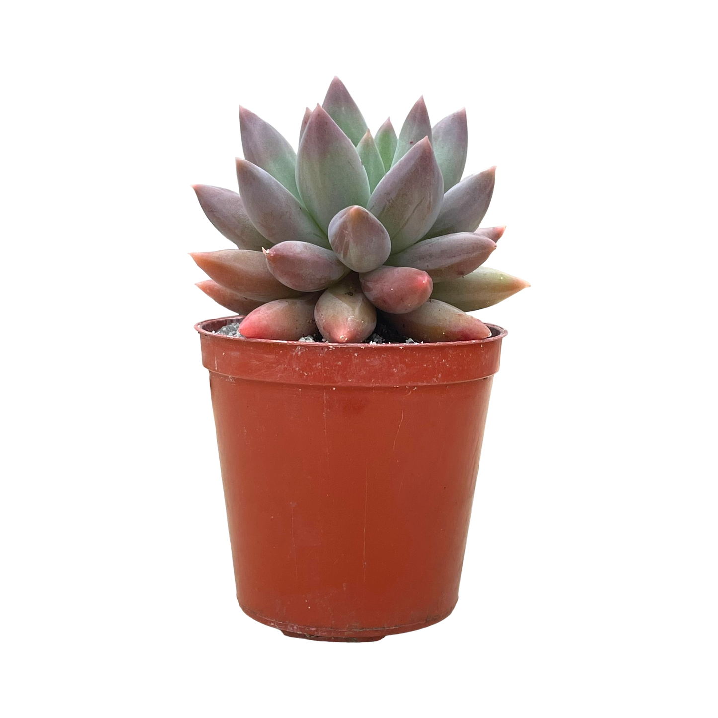 x Pachyveria 'Angel's Finger'
