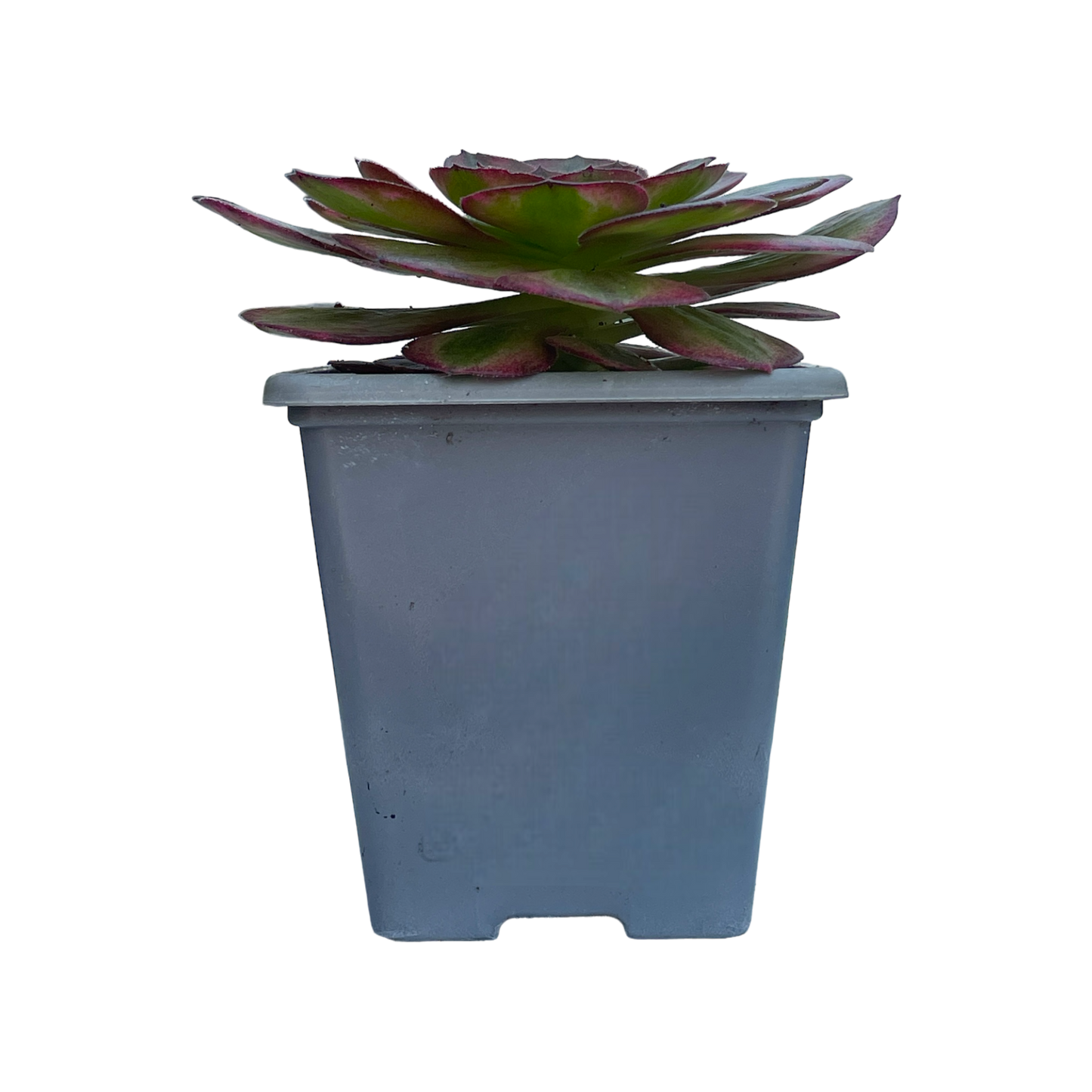 Aeonium 'Halloween' variegata (Form 1)