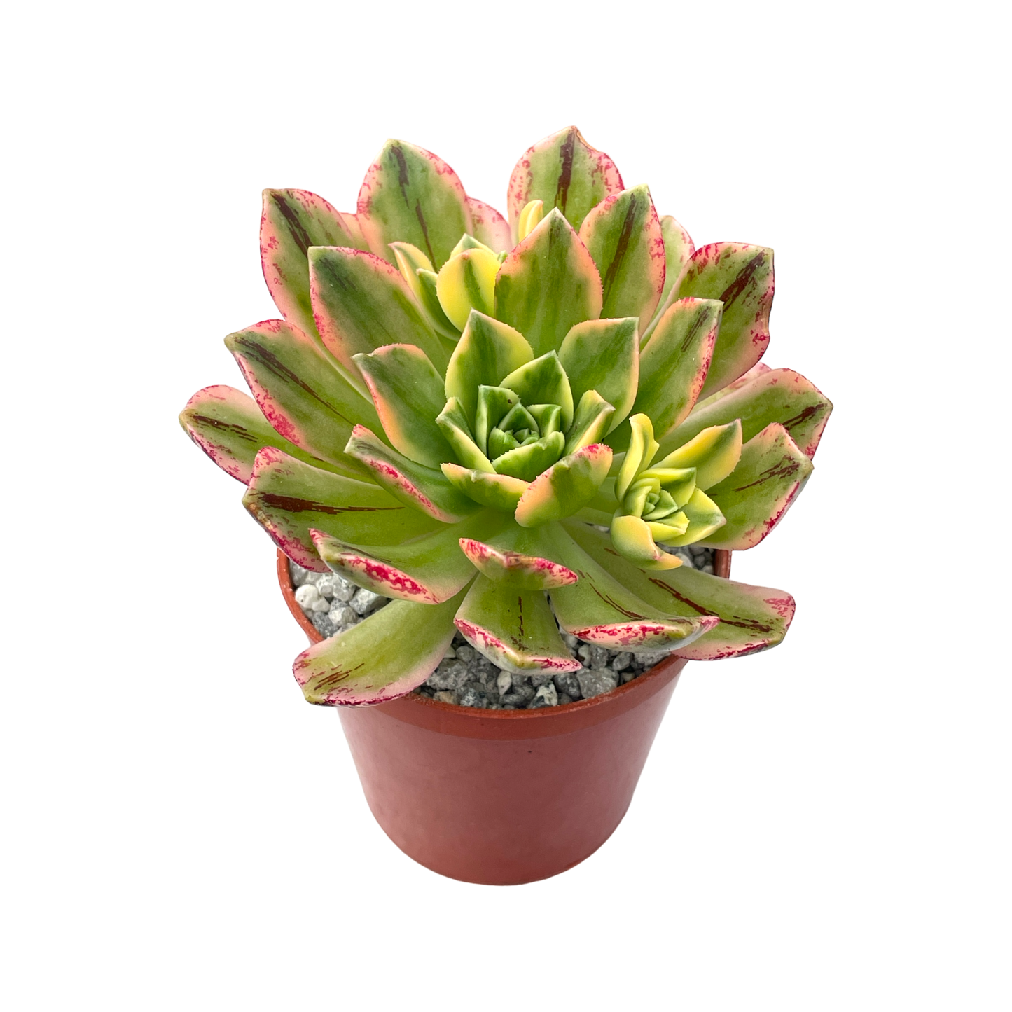 Aeonium 'Green Tea' POTM