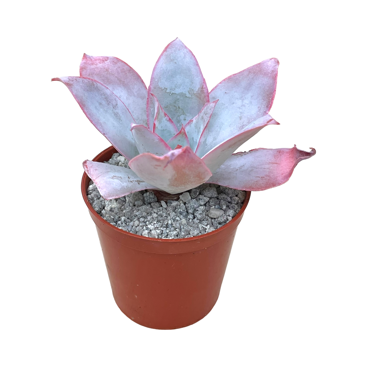 Echeveria cante