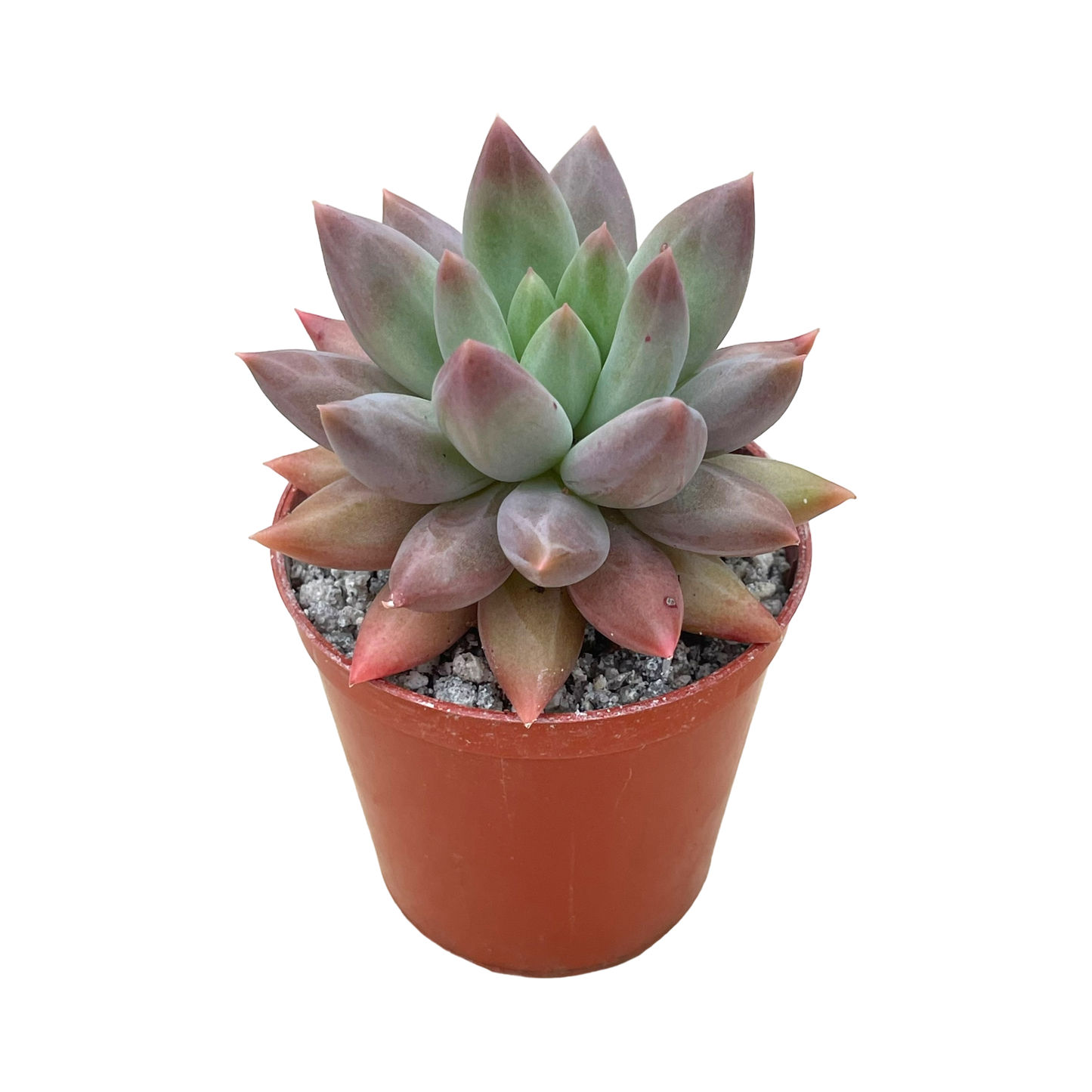 x Pachyveria 'Angel's Finger'