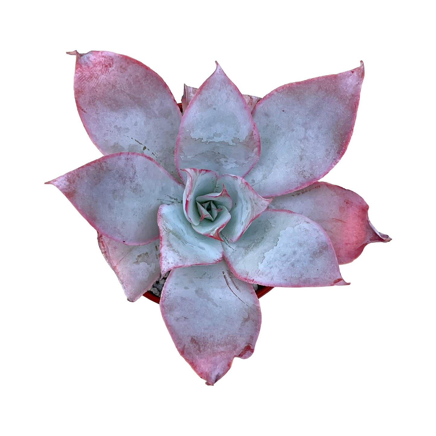 Echeveria cante