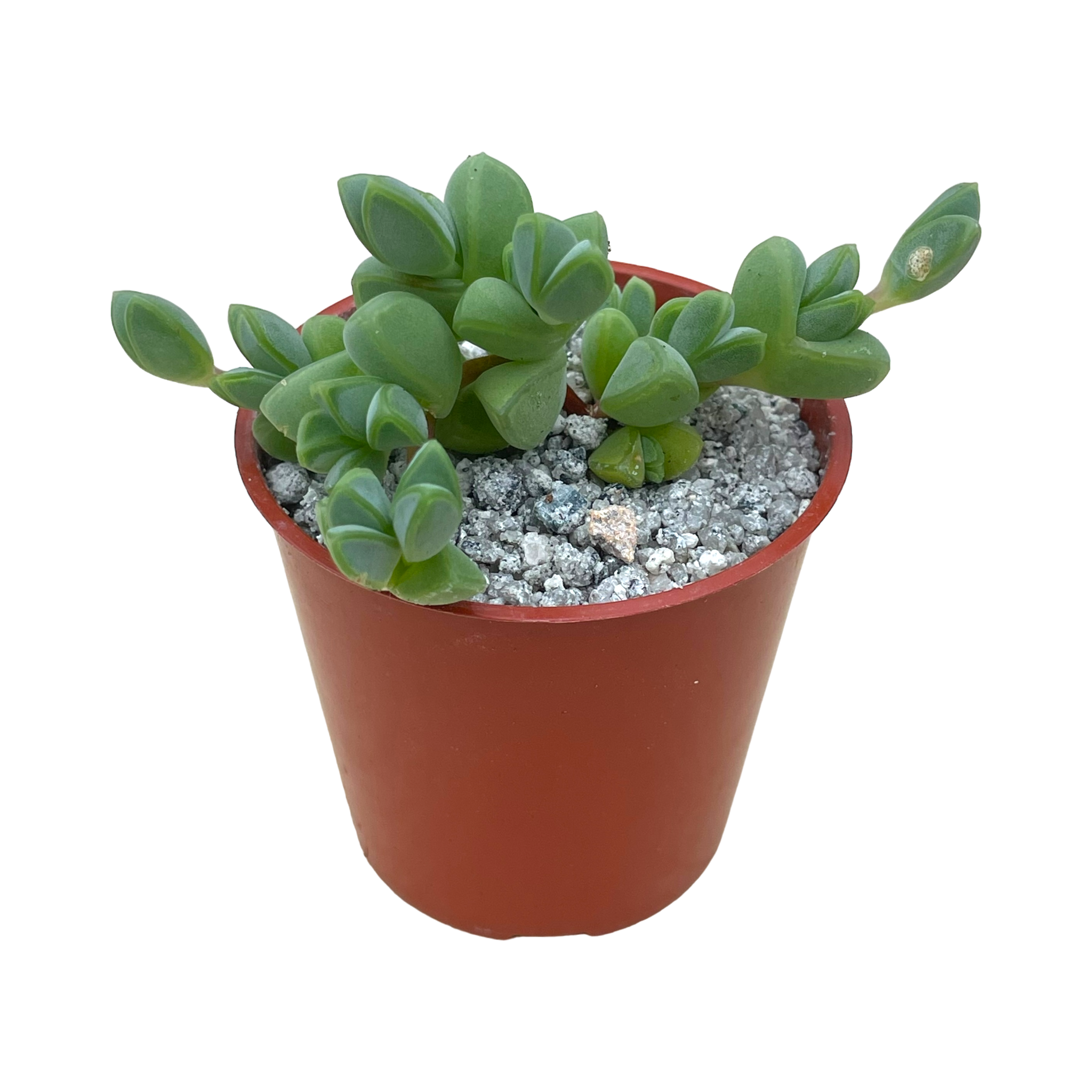 billionaire succulent Echinus maximiliani – Surreal Succulents