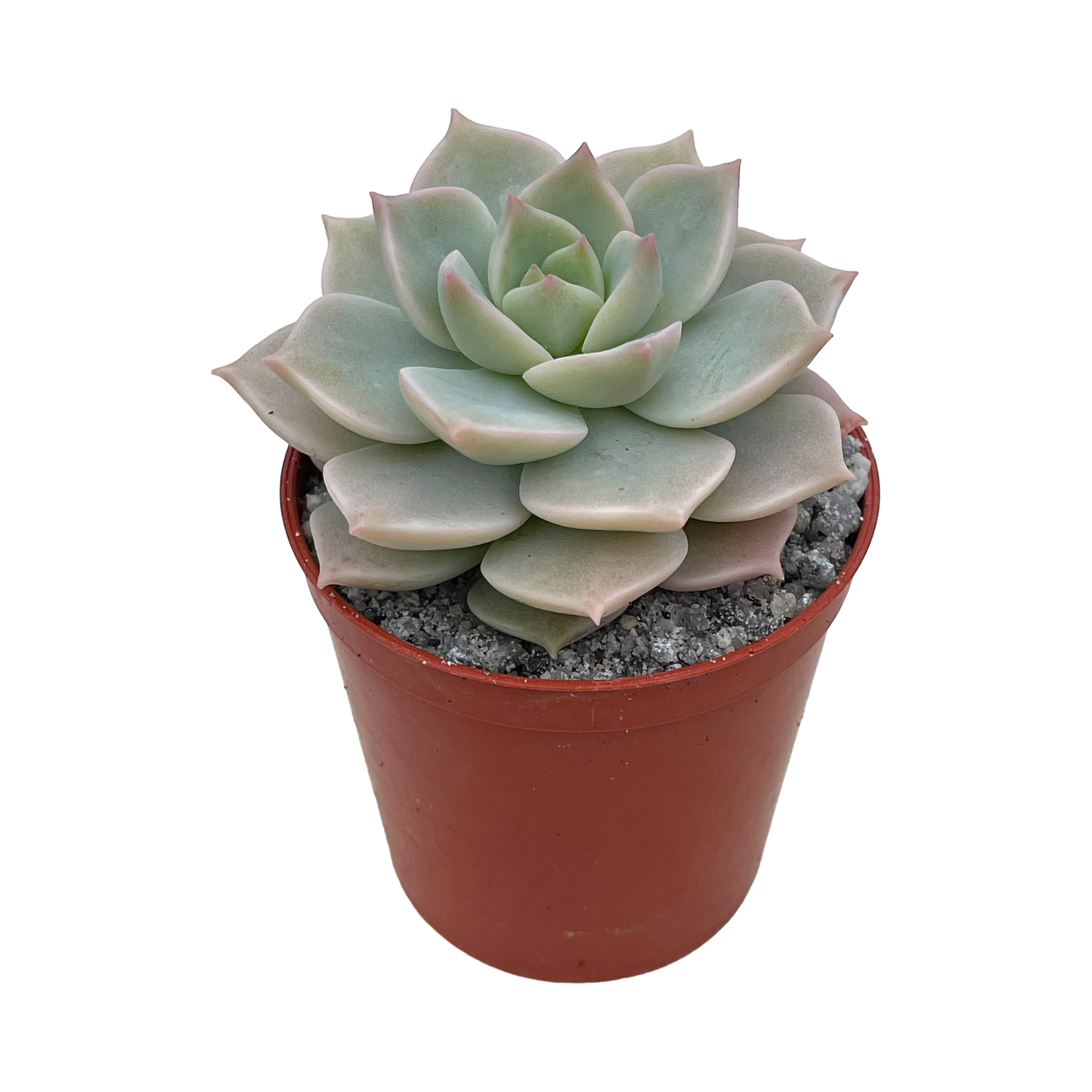 x Graptoveria 'Titubans'