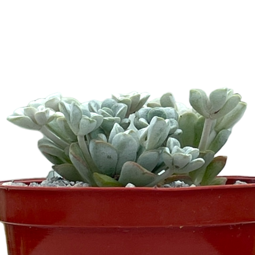 Sedum spathulifolium 'Cape Blanco'