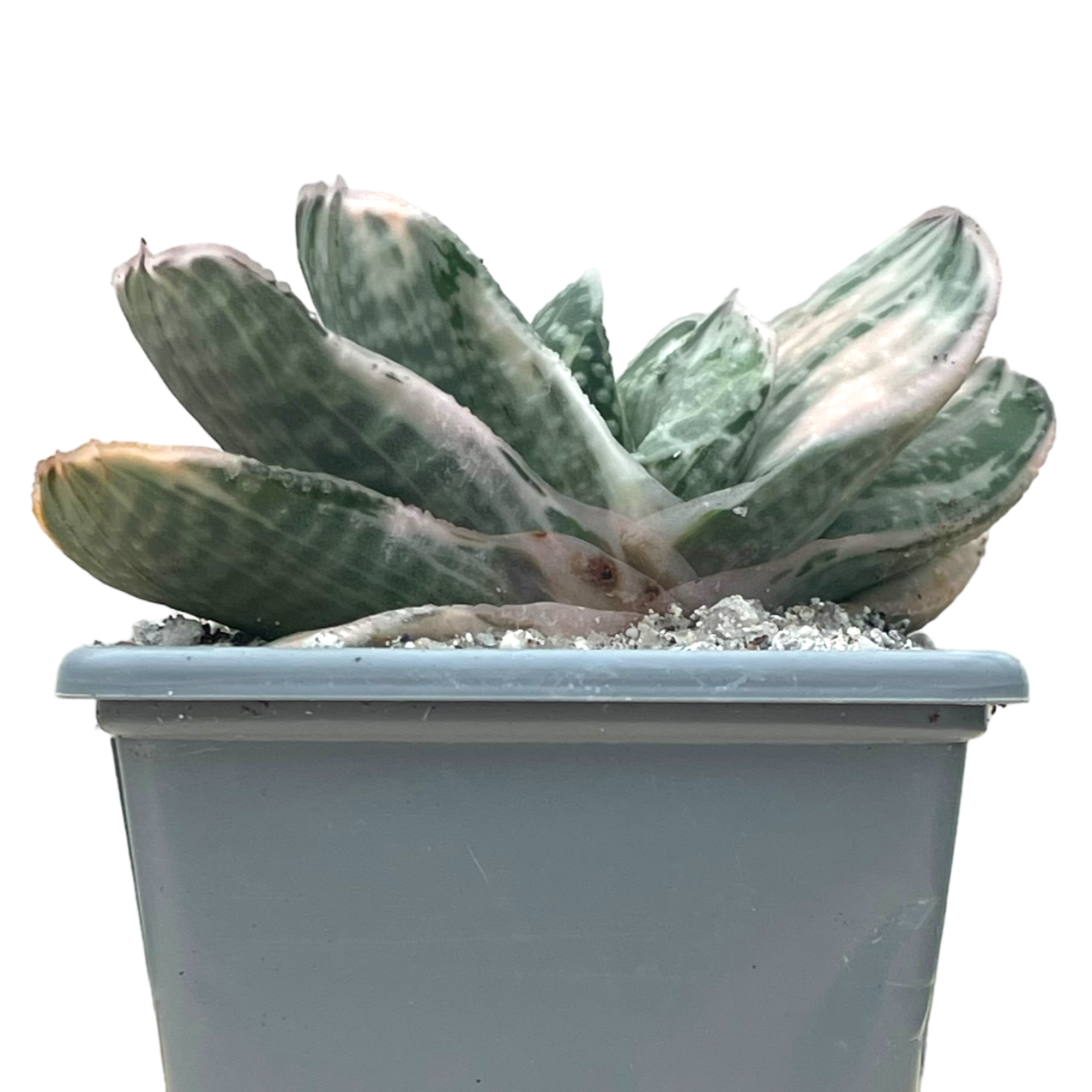 Gasteria 'Salad Cream'