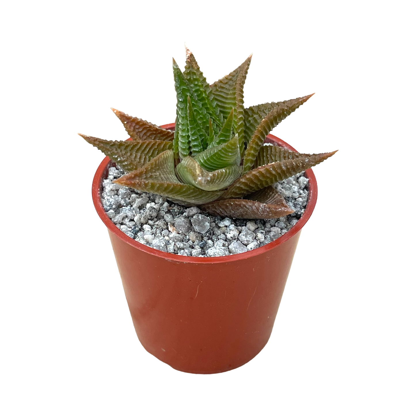 Haworthia limifolia