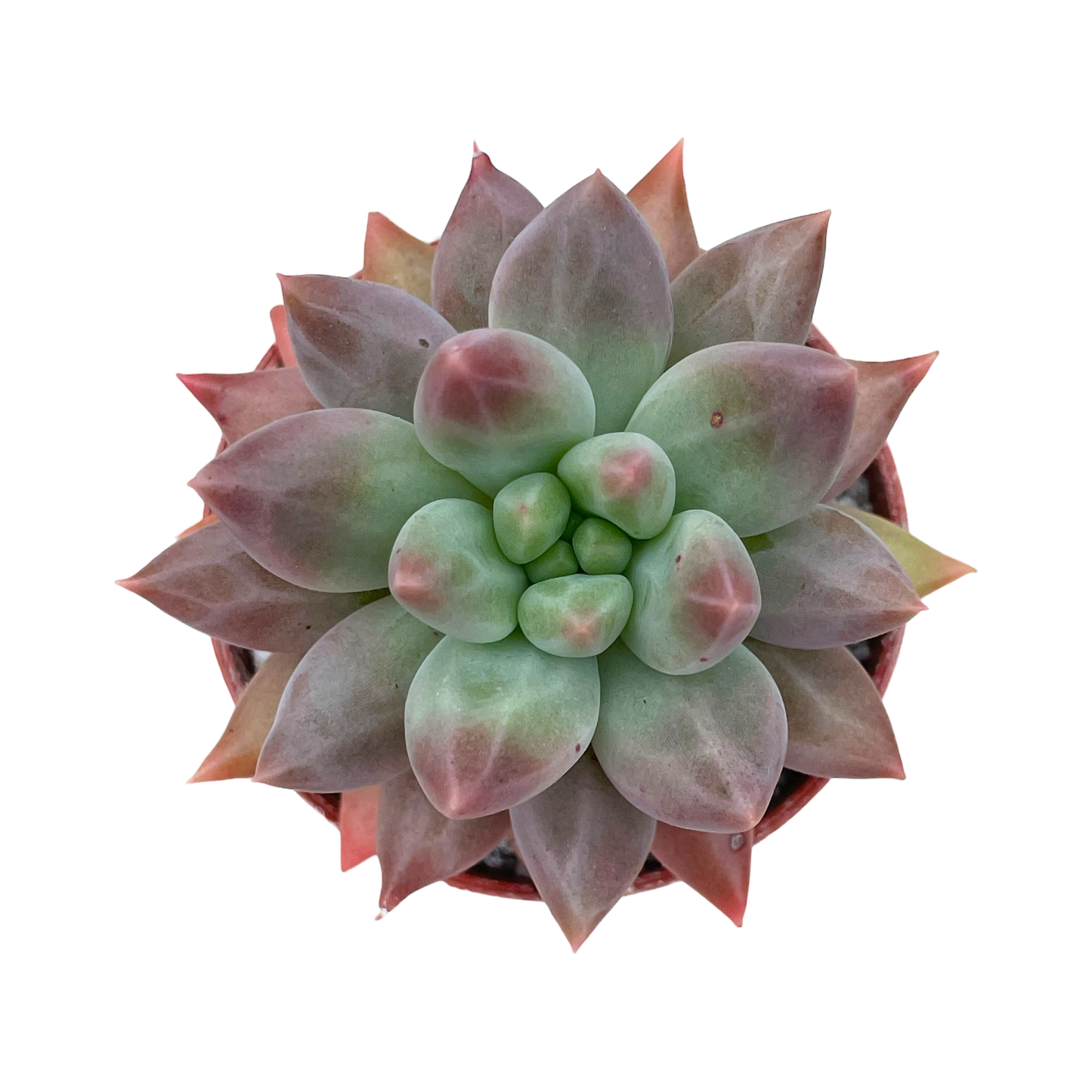 x Pachyveria 'Angel's Finger'
