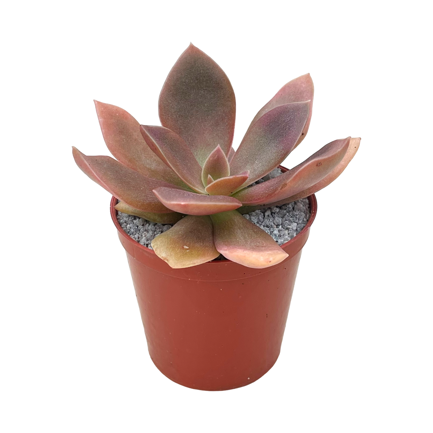 Echeveria carnicolor