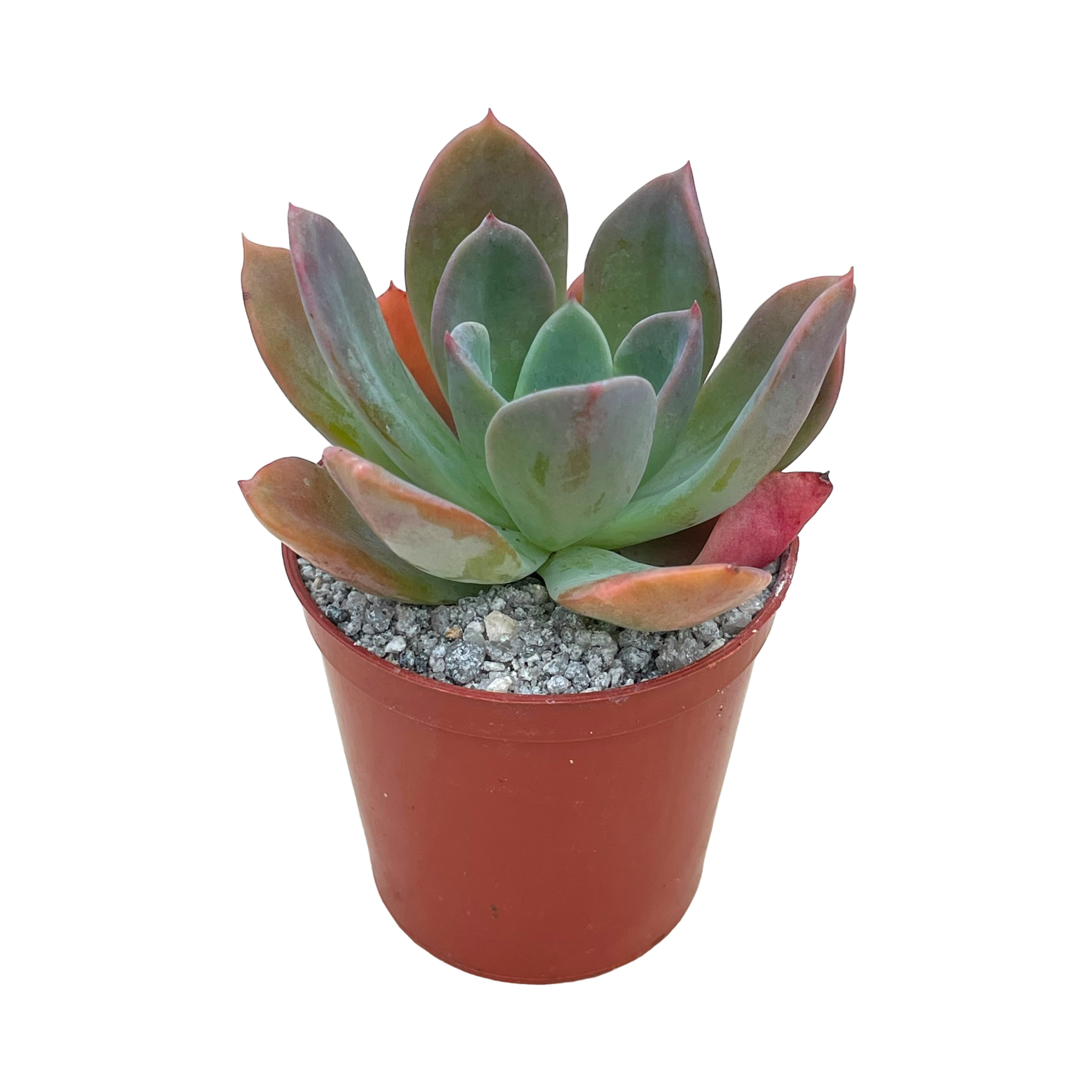 Echeveria Blue shops Sky Rare Korean Succulent