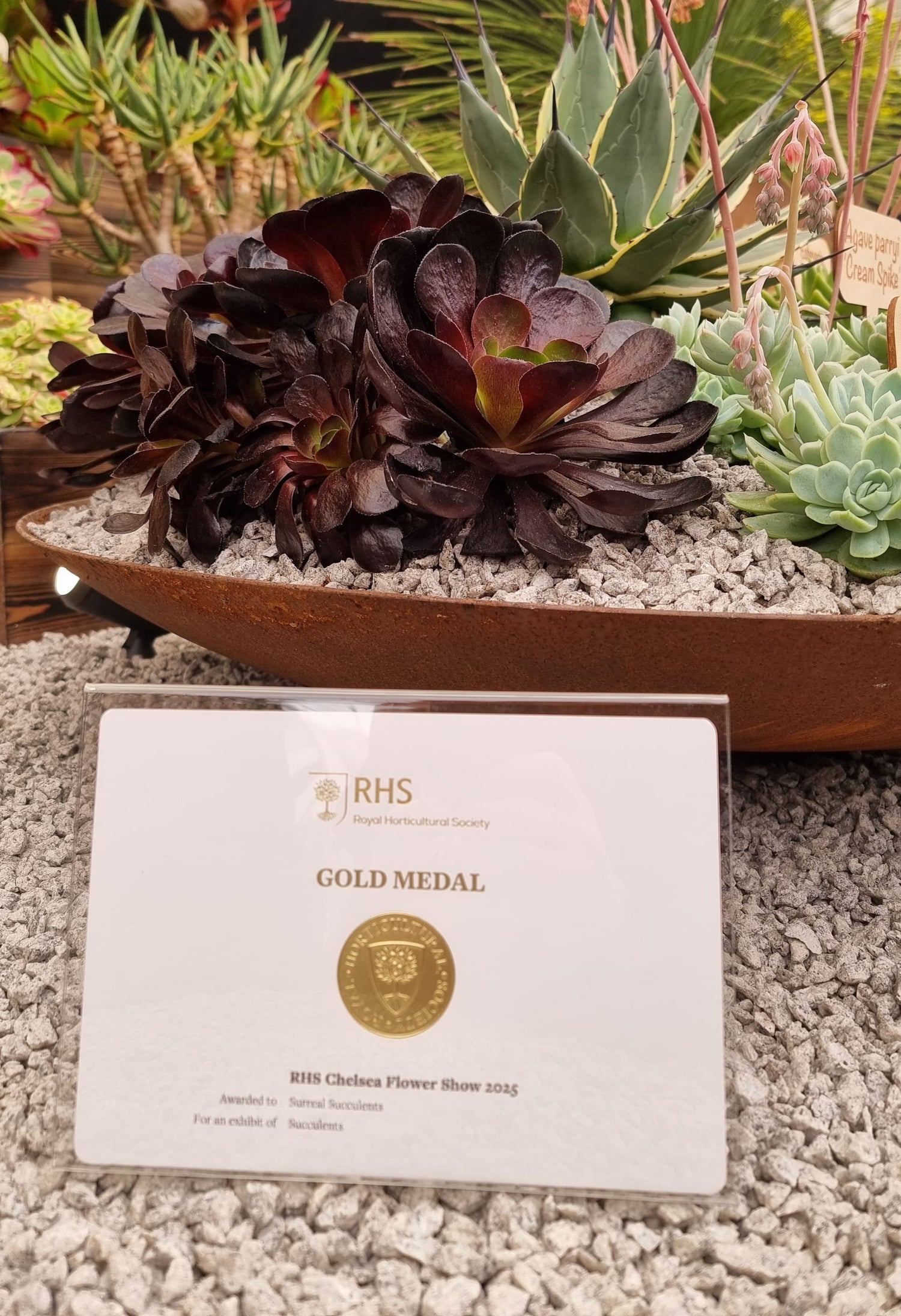 Gold Medal award from RHS on a stone surface with plants in the background