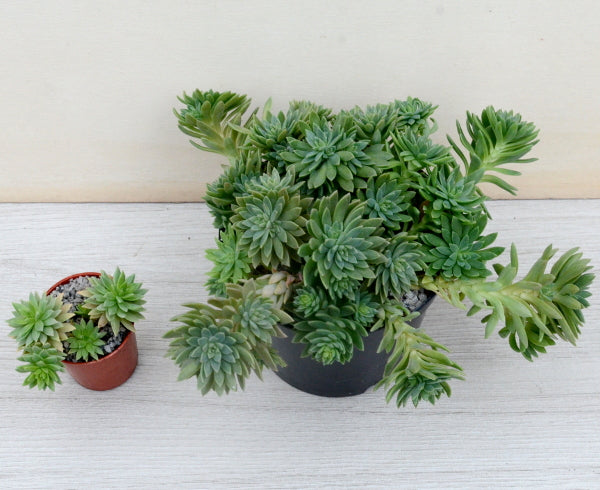 x Graptosedum 'Mediterranean Mystery'