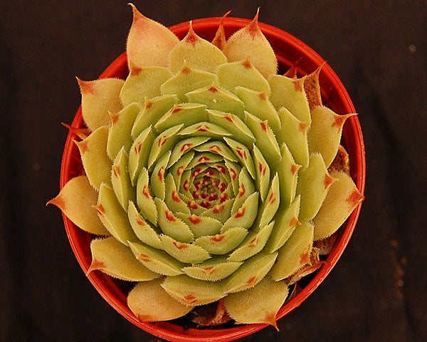 pink pearl succulent Sempervivum 'Pink Pearl' – Surreal Succulents