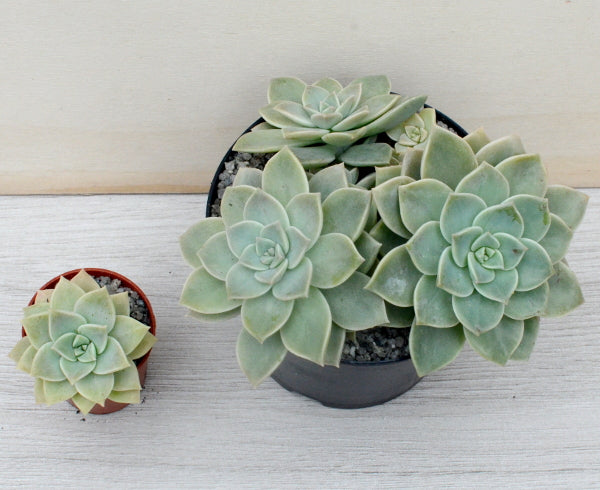 x Graptoveria 'Pistachio'