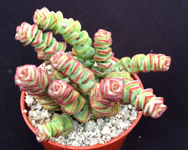 worm plant succulent Crassula rupestris subsp. marnieriana – Surreal Succulents